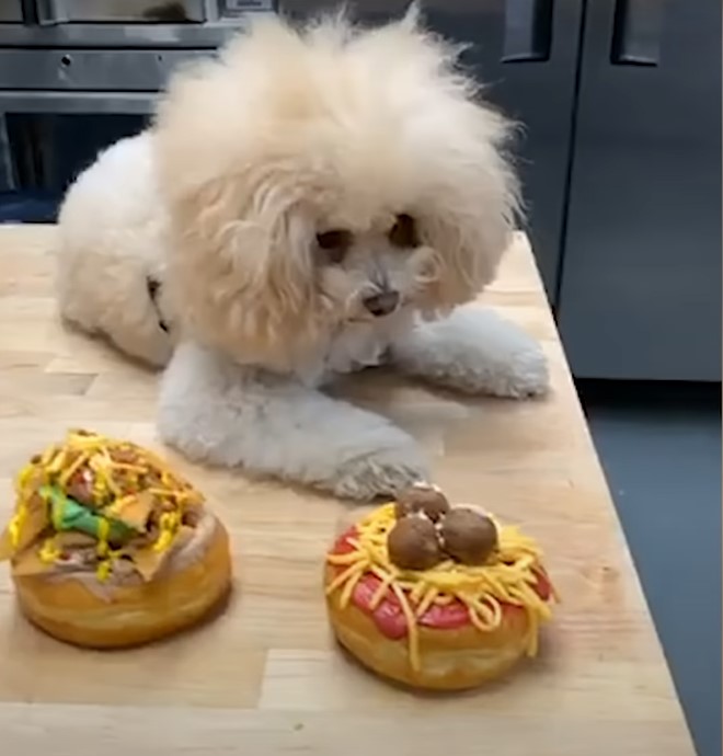 are donuts really that bad for dogs