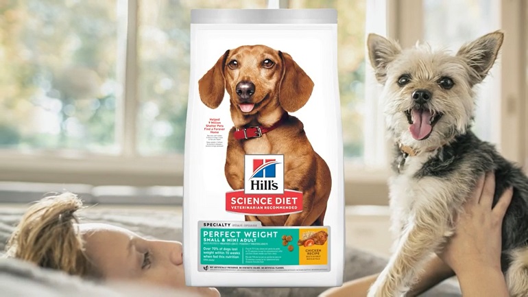 Dog food 2022