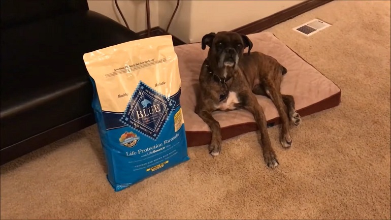 wheat free dog food
