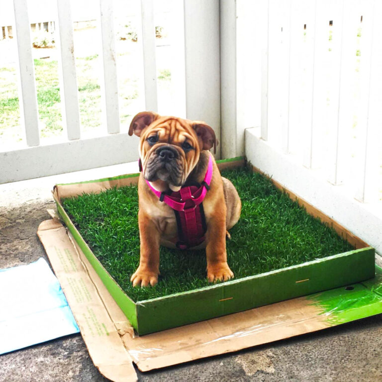 indoor dog potty area