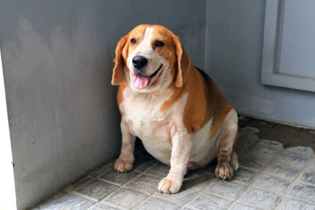 best weight control dog food