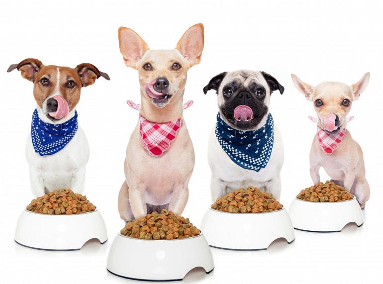 best weight loss food for dogs