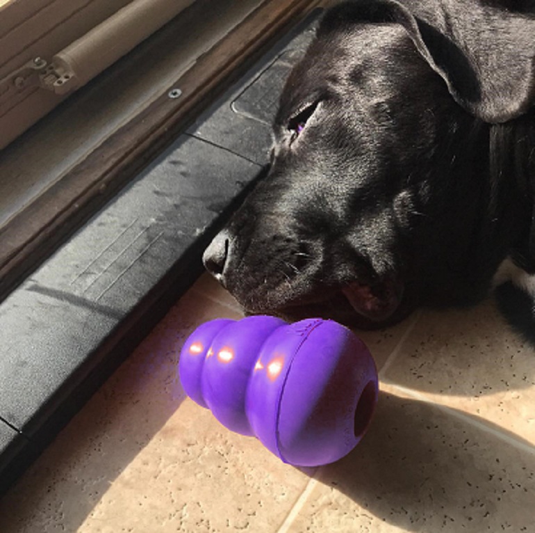 puzzle toys for dogs