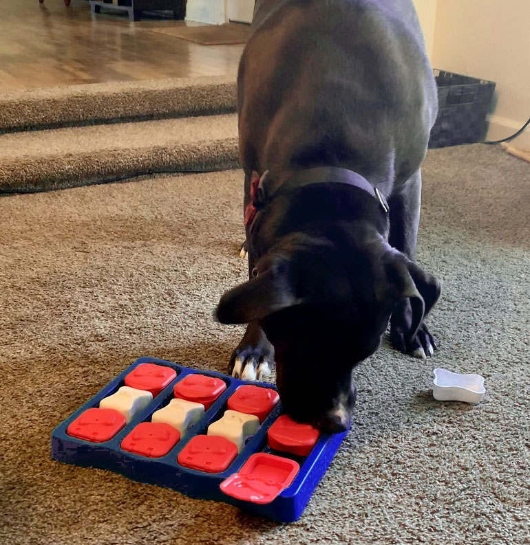 best puzzle toys for dogs