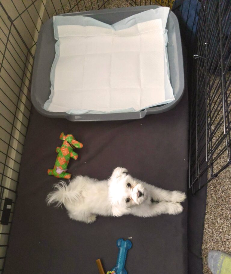 doggy bathroom dog litter box
