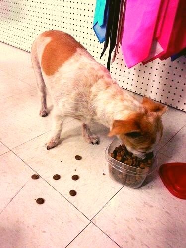 best pitbull food
