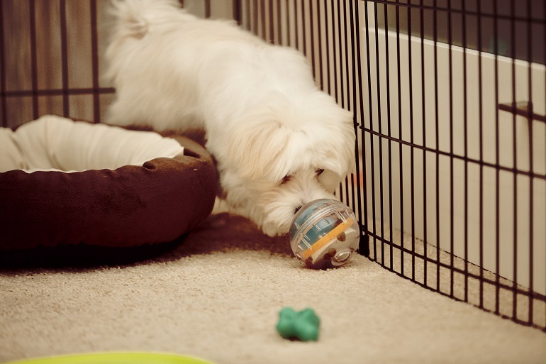 best dog puzzle toys