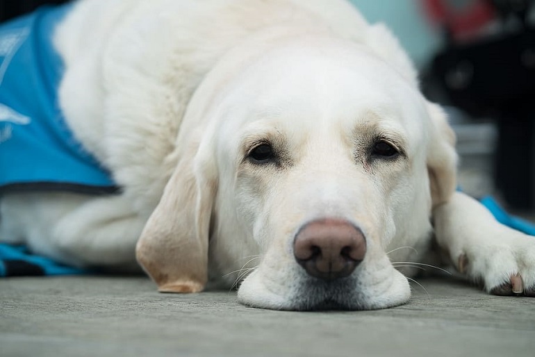 dog wont gain weight