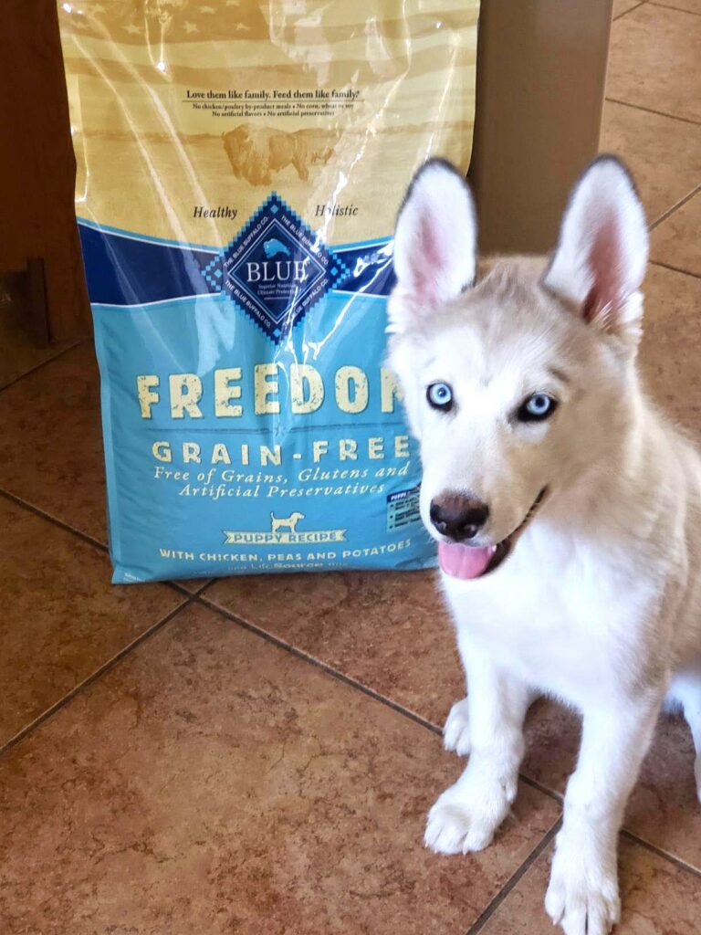 corgi food