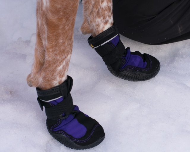 best dog boots for winter