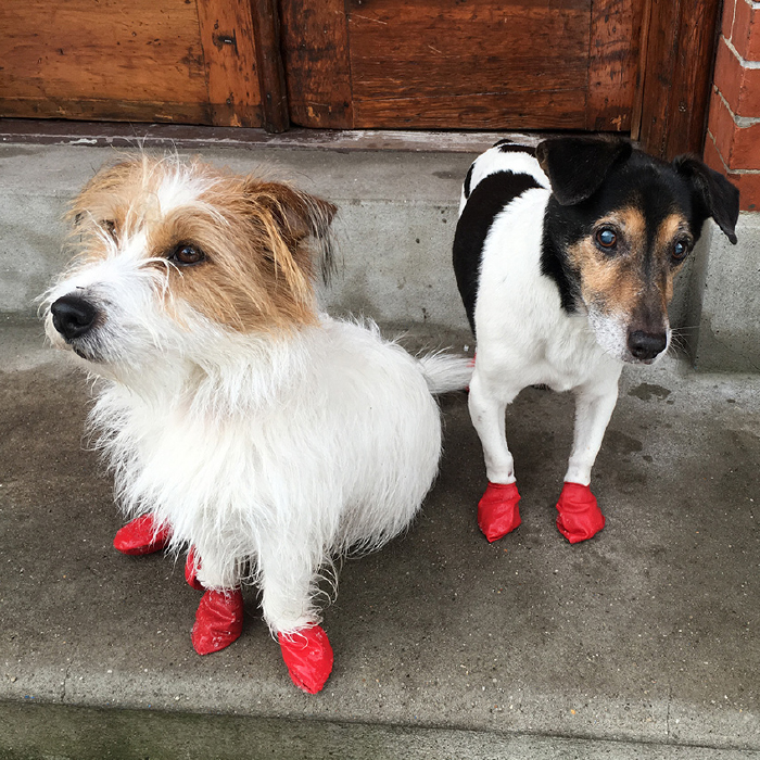 shoes for dog walking