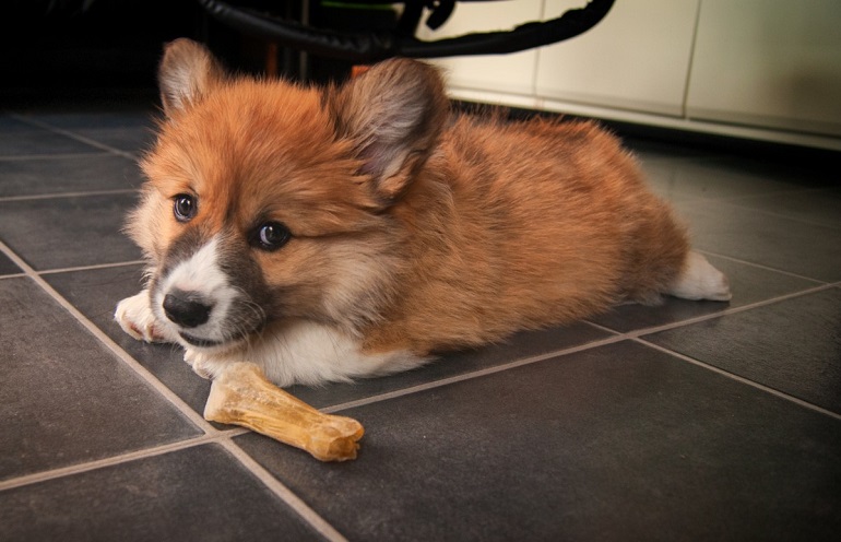 best corgi food