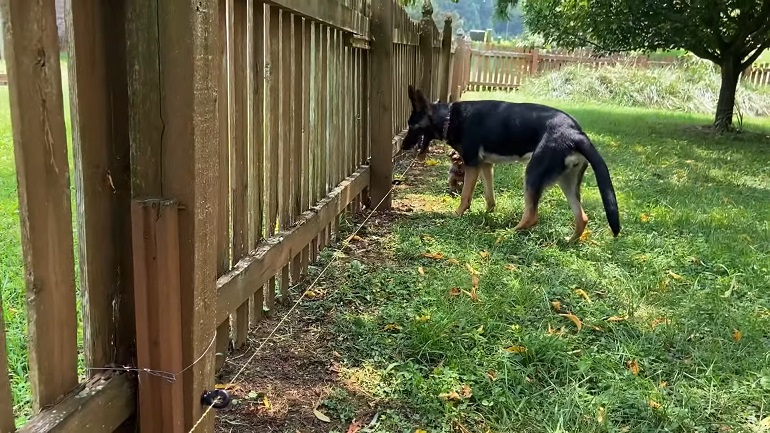 invisible fence installation