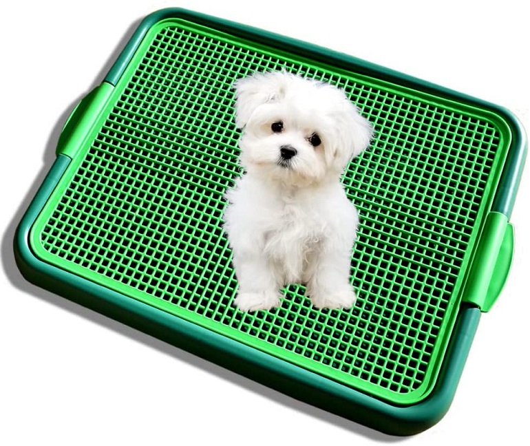 litter box for dogs
