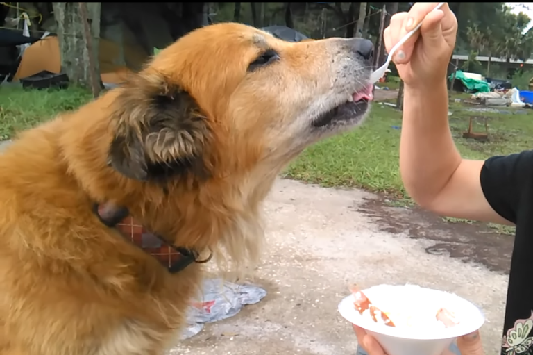 Can Dogs Eat Grits? What You Need To Know TheDogCafé
