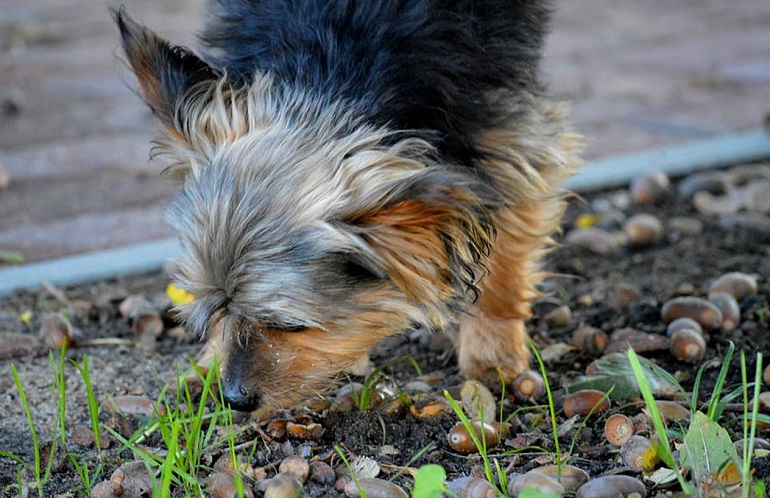 can dogs eat artichokes