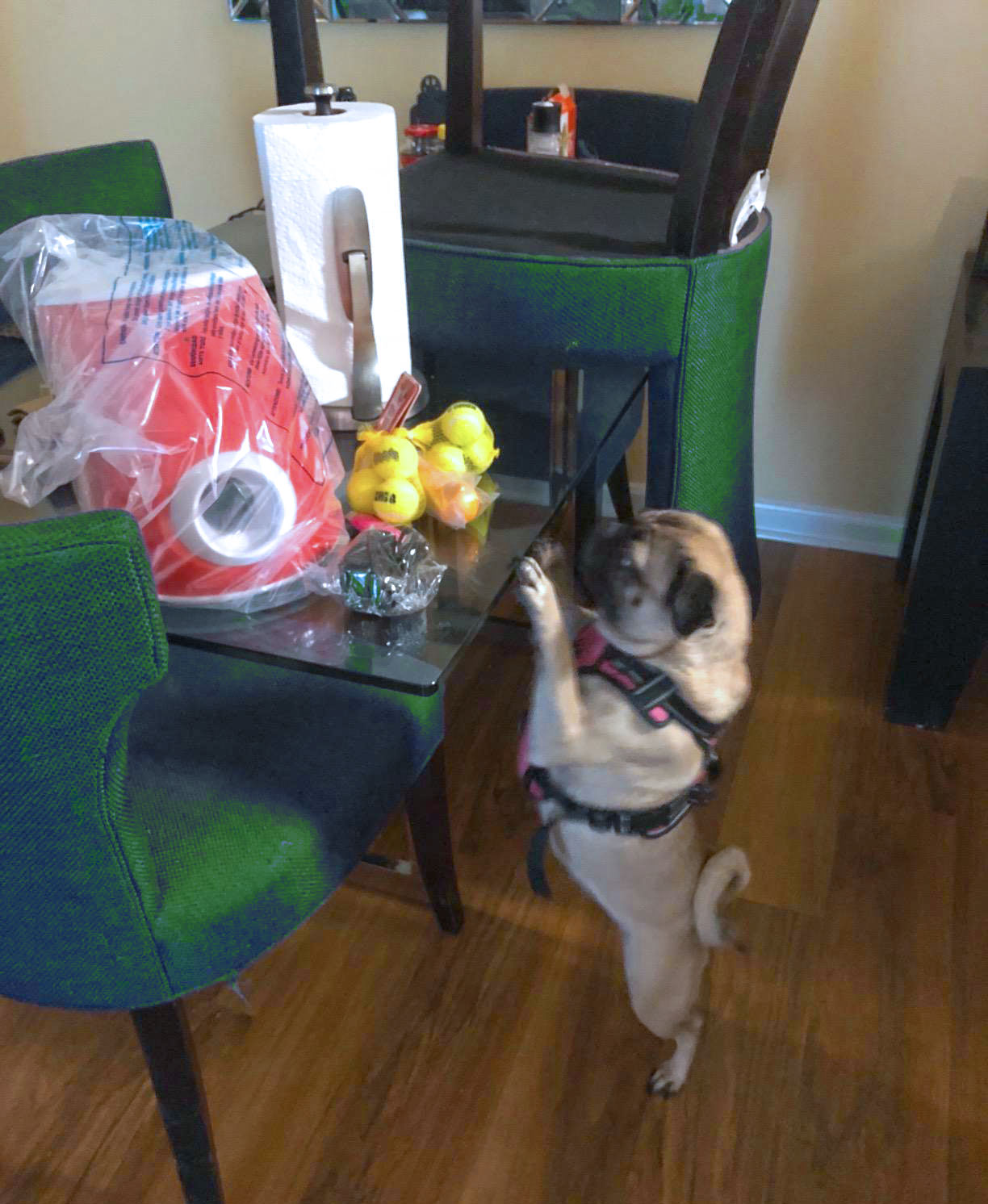 7 Best Automatic Fetch Machine for Dogs [Top 7 Picks]