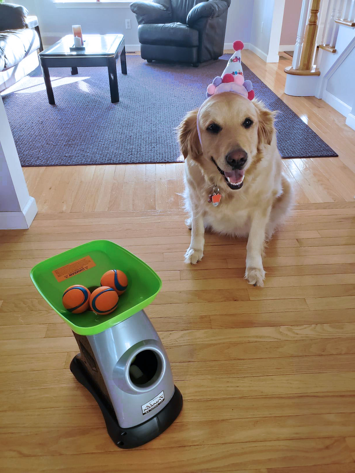 7 Best Automatic Fetch Machine for Dogs [Top 7 Picks]