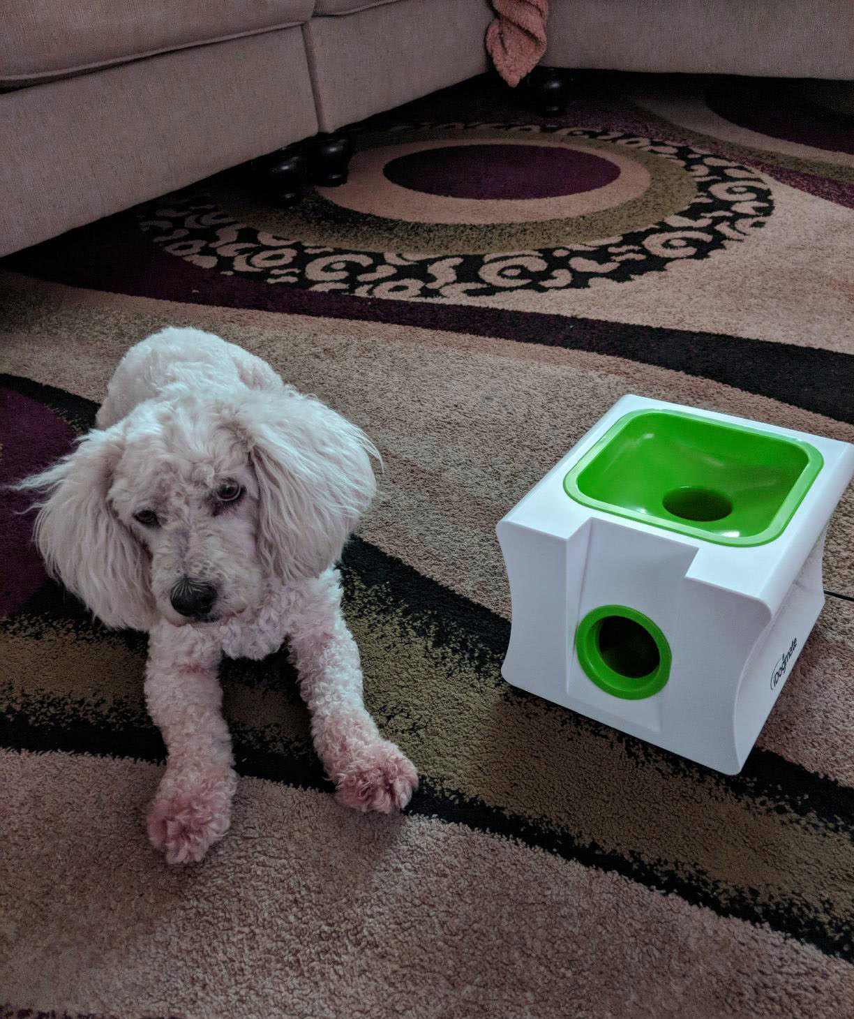 7 Best Automatic Fetch Machine for Dogs [Top 7 Picks]