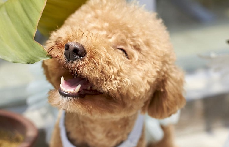 brussel sprouts for dogs