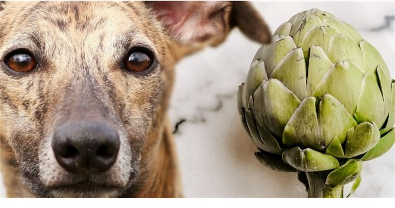 can dogs eat artichoke hearts