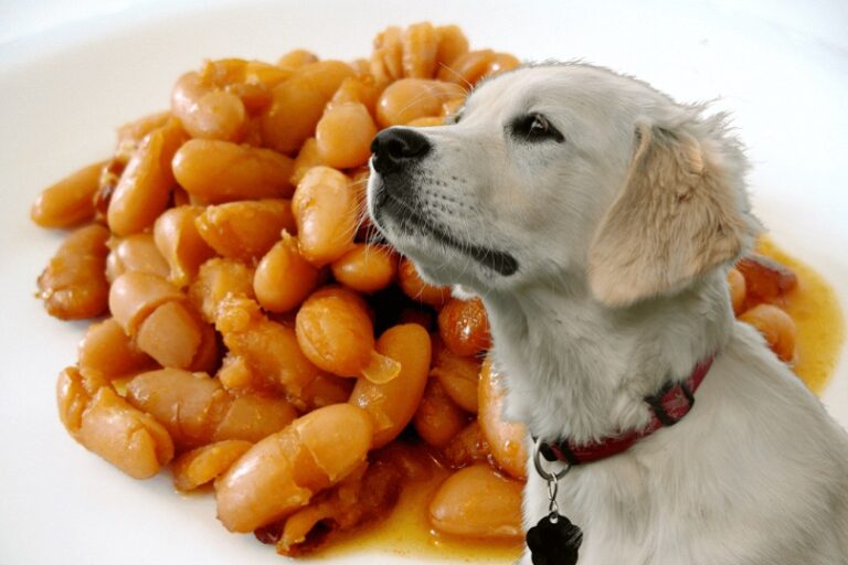 Can Dogs Eat Beans? Guide about Dog and Beans [2023]