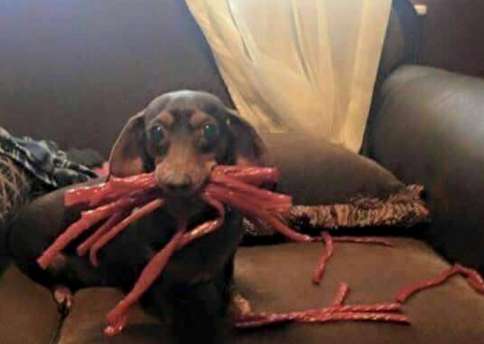 Can Dogs Eat Twizzlers? All You Need To Know - TheDogCafé