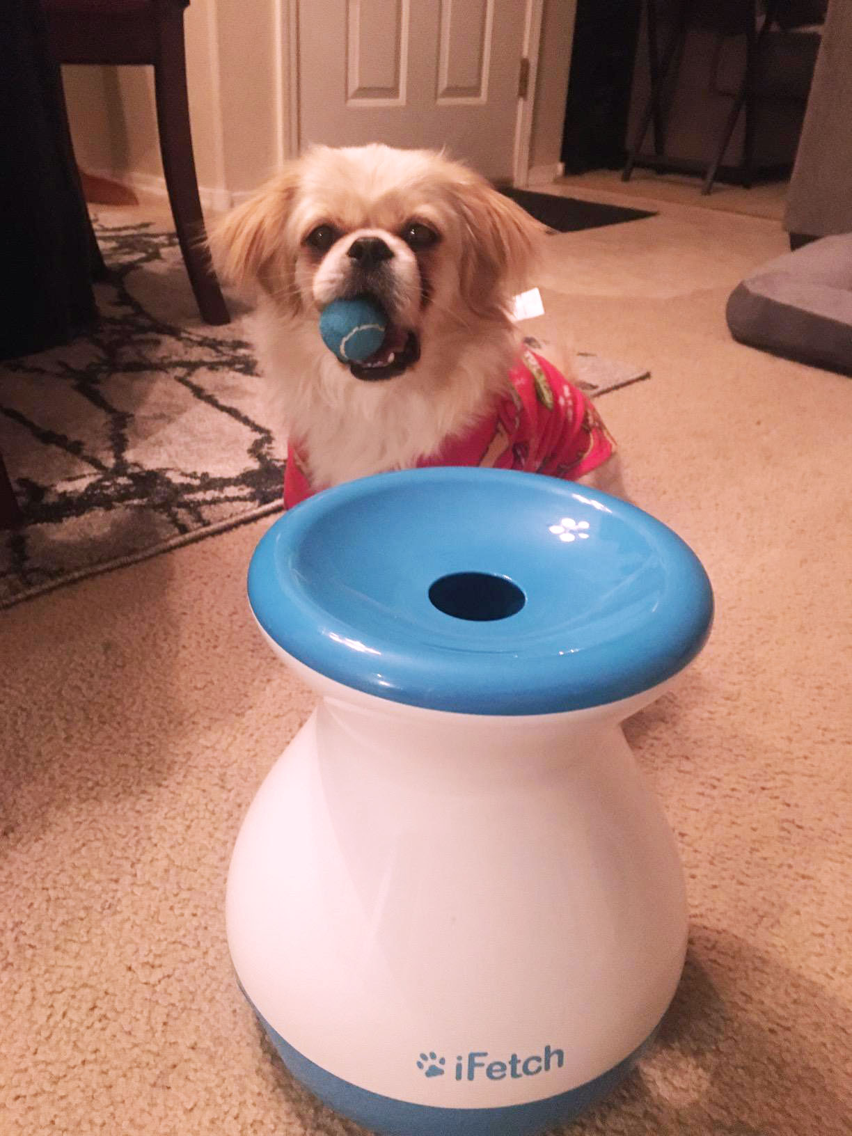 7 Best Automatic Fetch Machine for Dogs [Top 7 Picks]