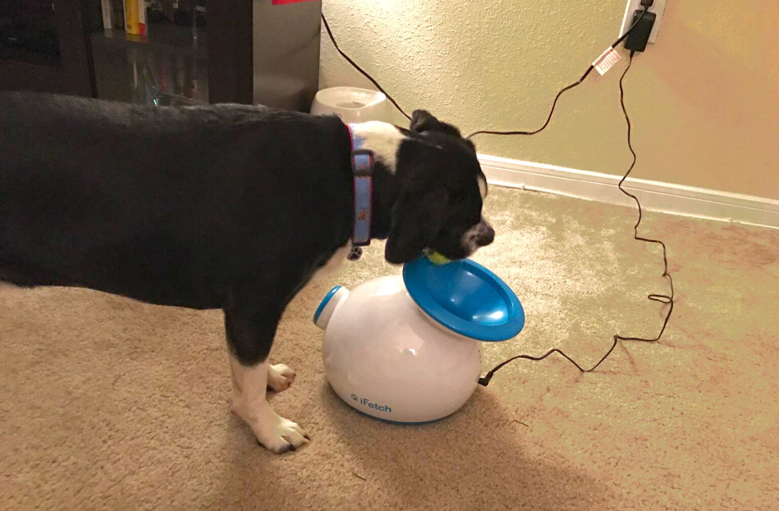 7 Best Automatic Fetch Machine for Dogs [Top 7 Picks]