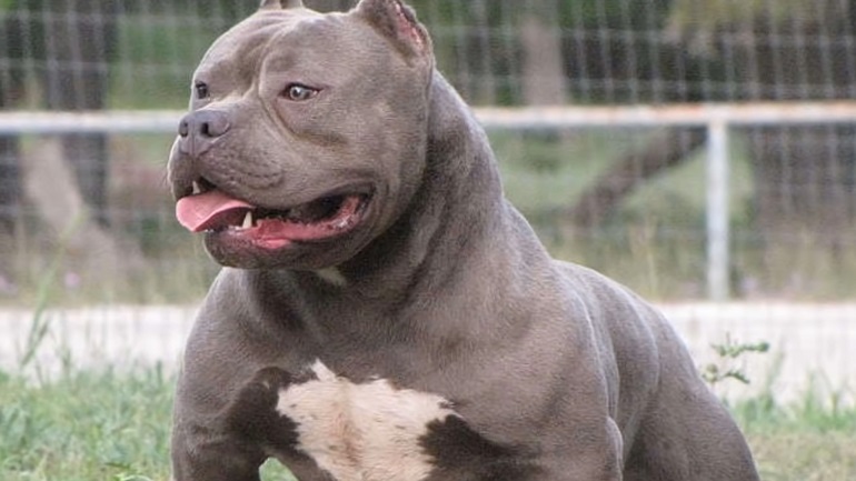 pitbull dog muscle building