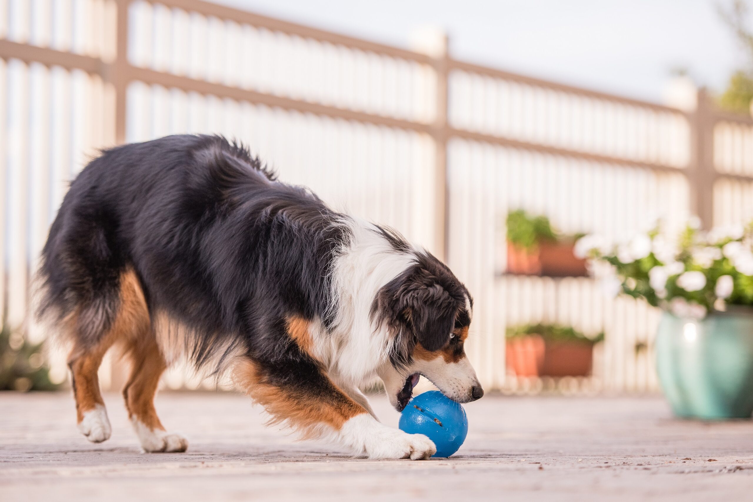 mentally and physically stimulating dog toy