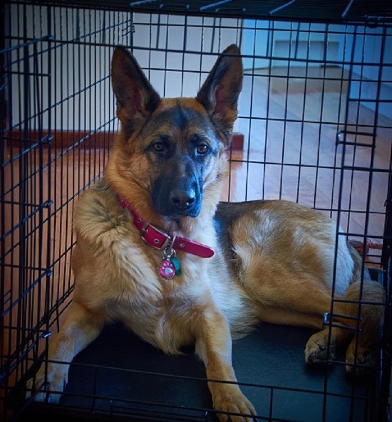 Crate size for shop german shepherd puppy