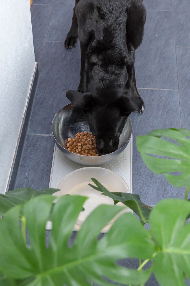 Can Dogs Eat Beans? Guide about Dog and Beans [2023]