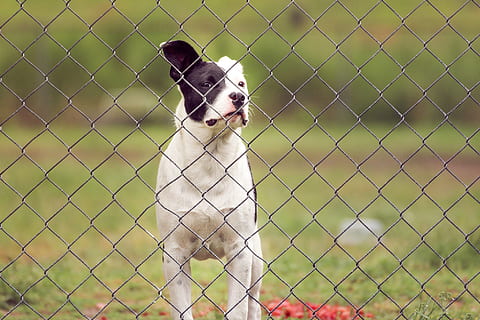 fencing for dogs