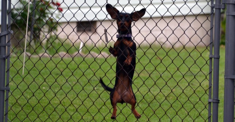 how to keep dog from destroying wooden fence