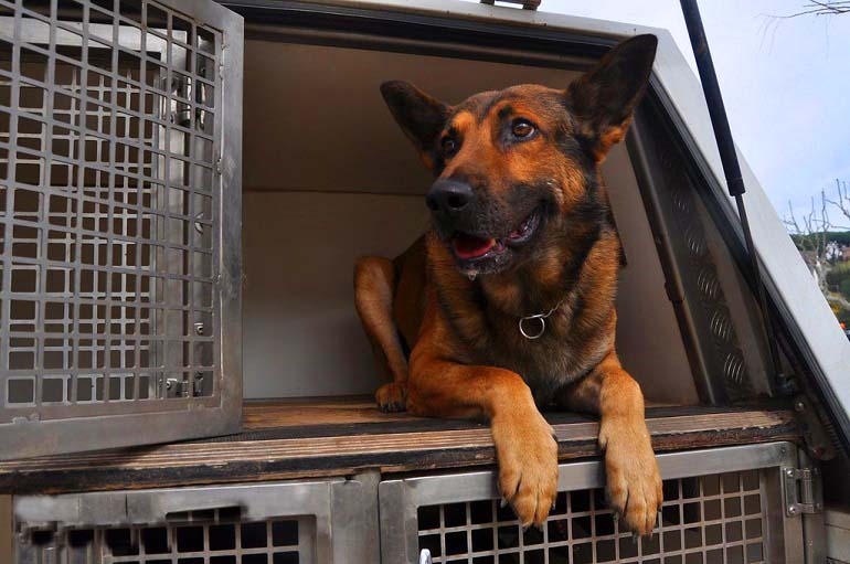 German shepherd outlet crate