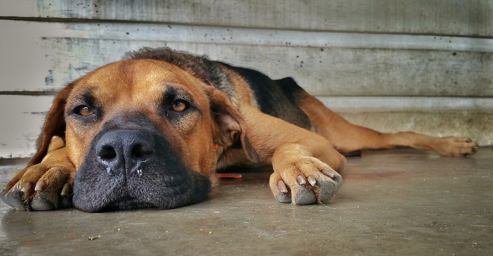 Paws Nose Brown Dog Sad Wall Eye's Concrete