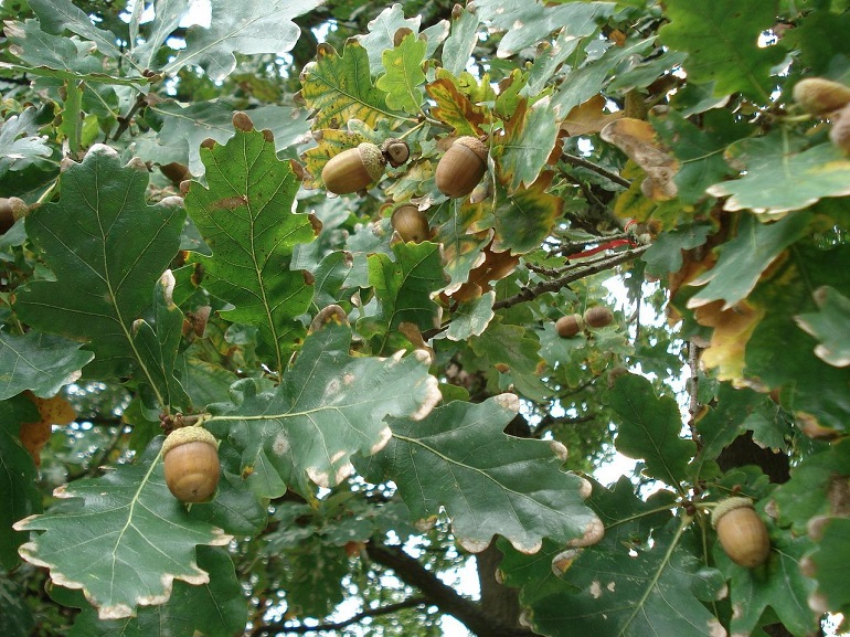 are acorns poisonous to dogs