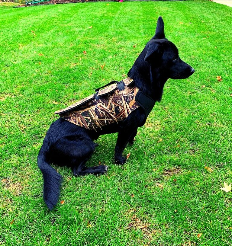 dog vest hunting