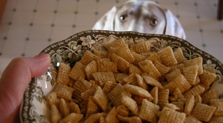 Are cheerios shop good for dogs