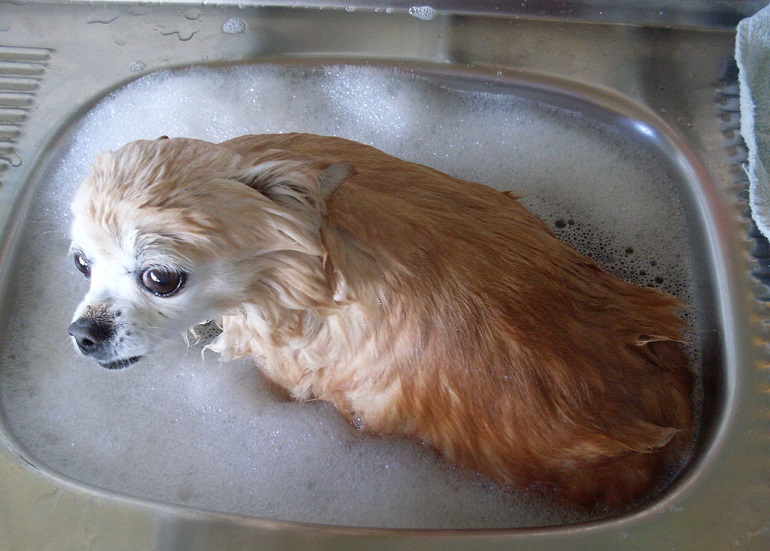 Artistic Can I Use Human Conditioner On My Dog Background Photography Artistic Can I Use Human Conditioner On My Dog Background Photography