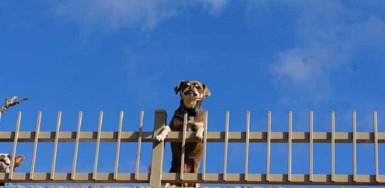 Train dog not to jump outlet fence