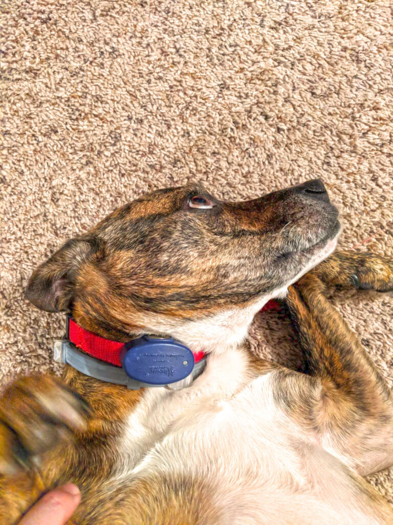 wifi fence for dogs