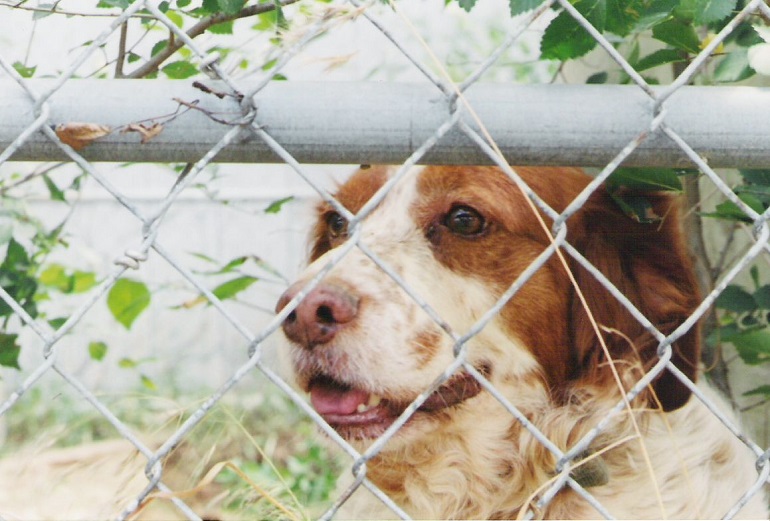 dog jumps fence