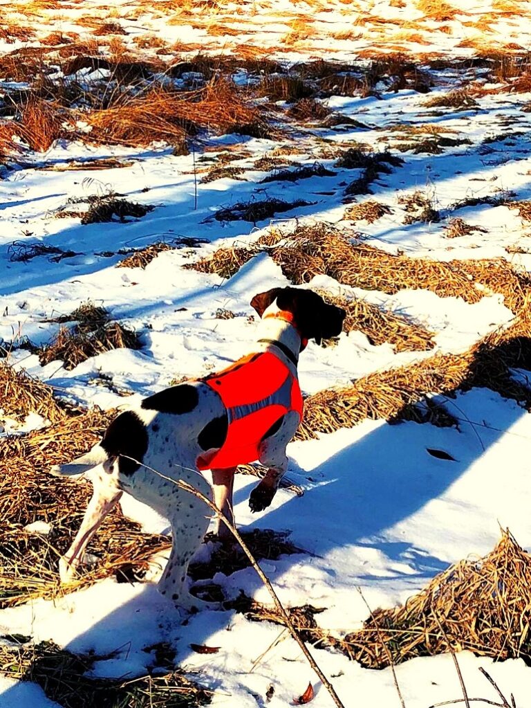 hunter orange dog vest