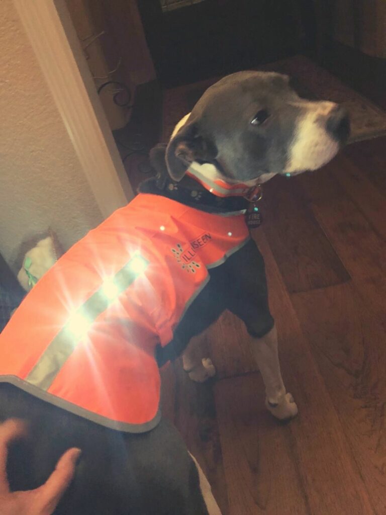 orange neoprene dog vest