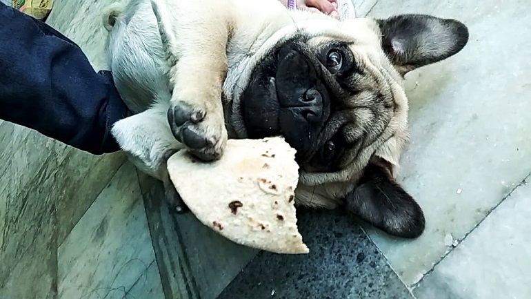 can dogs eat corn tortillas