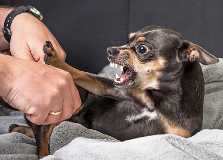 are chihuahuas aggressive