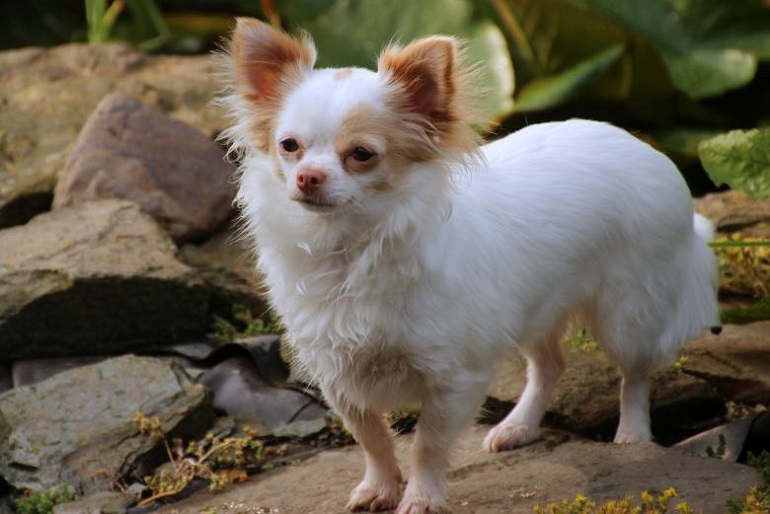 all chihuahua breeds