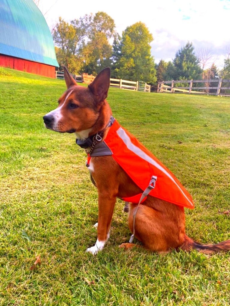 hunting dog vests